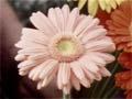 Video: Cut flowers