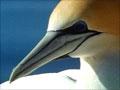 Cape Kidnappers gannet colony
