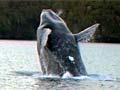Southern right whales breaching