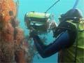 Filming marine life