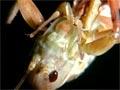 Tree wētā moulting
