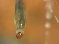 Video: Catching prey