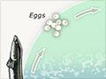 Life cycle