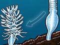 Jellyfish life cycle
