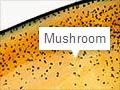 Fungal fruiting body