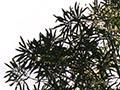 Growth forms of lancewood