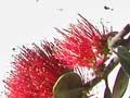 Pōhutukawa blooms in summer 