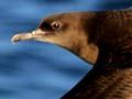 Sooty shearwater in flight