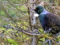 Tūī and its song
