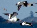 South Island pied oystercatchers
