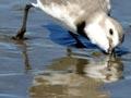 Wrybill feeding at the coast 
