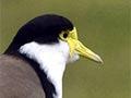 Spur-winged plover