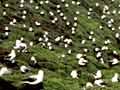 Shy albatross colony