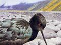 Black stilt stamp