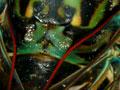 Audio: Chorus cicada