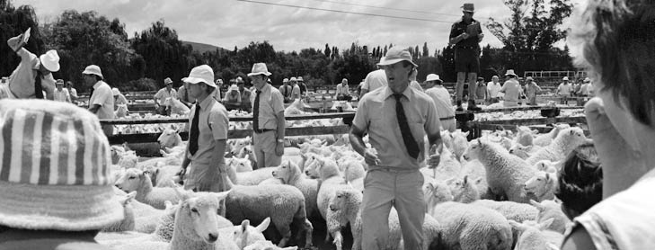 Sheep auction yard with men in suits and sunhats standing among sheep in enclosures