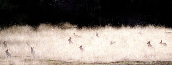 Paddock lit up at night showing lots of rabbits