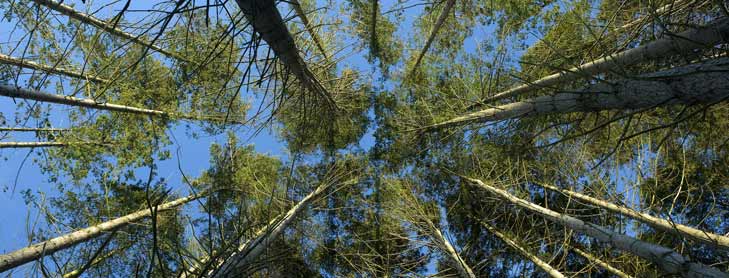 Looking up at a canopy of pine trees 