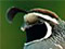 California quail