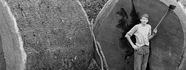 Axeman standing next to massive trunk of cut tree